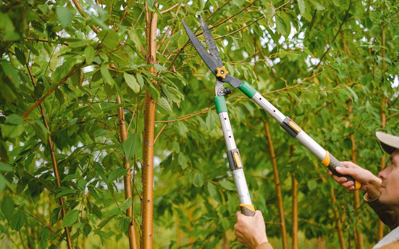 Tree trimming in Amenia, ND