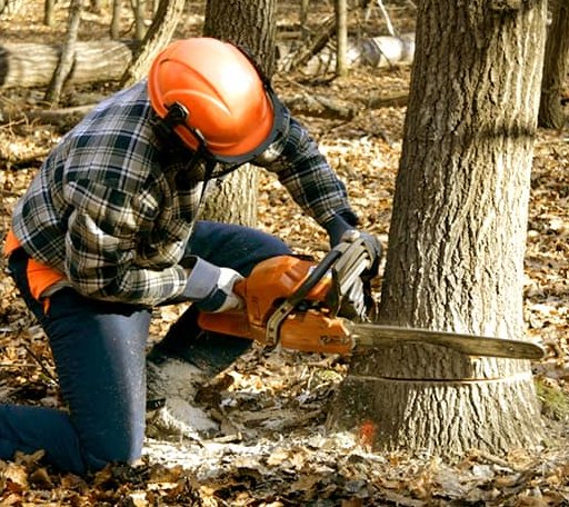 Tree Removal in Amenia, ND
